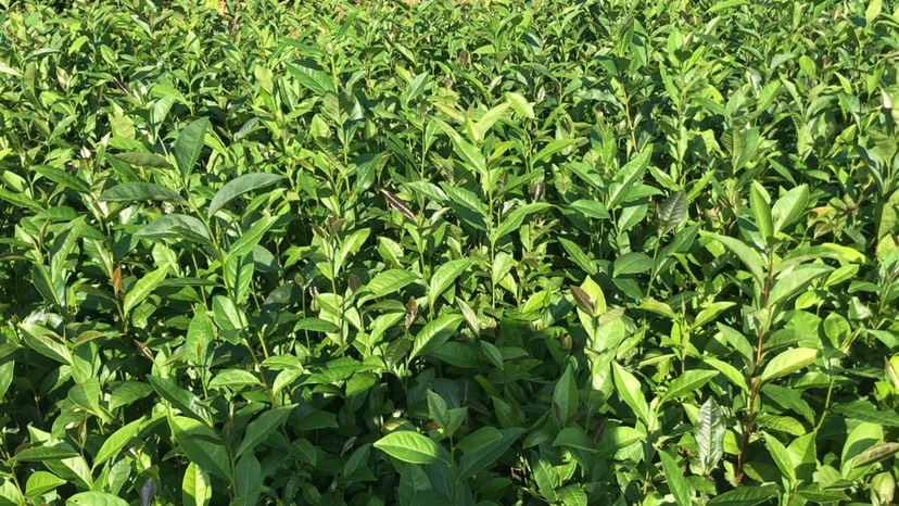 饶平县 山茄叶茶苗 凤凰单丛茶苗 山茄叶品种单丛茶苗