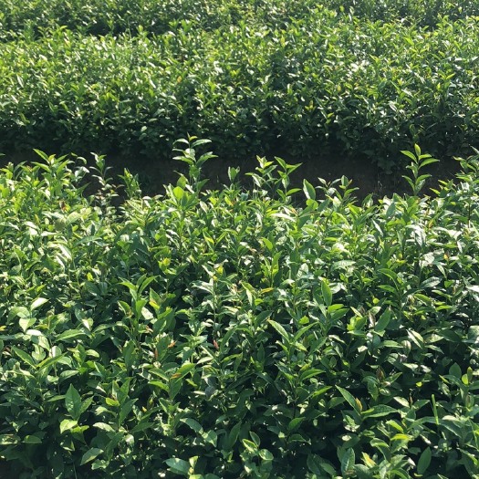 饶平县 海底捞针单丛茶苗 凤凰单丛茶苗 海底捞针品种 深垭海底捞针