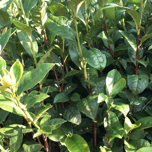 饶平县 大胡蜞单丛茶苗 凤凰单丛茶苗 大胡蜞（大雨蜞）品种单丛苗