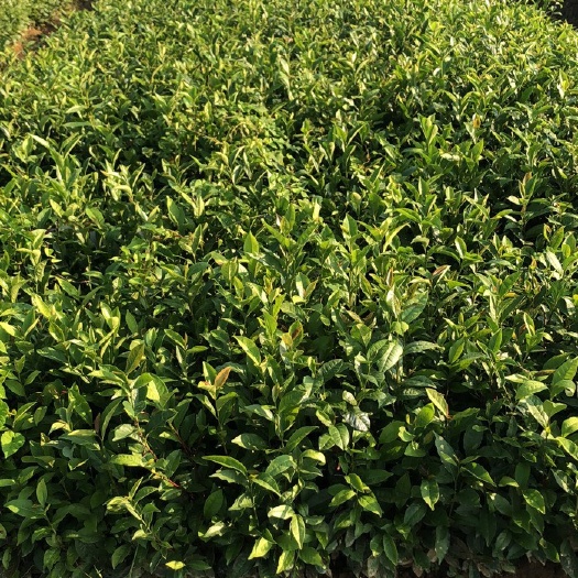 饶平县东方红单丛茶苗 凤凰单丛茶苗 产地苗 宋茶东方红品种