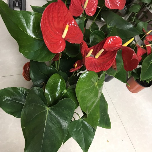 西安 红掌，粉掌