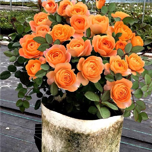 宁海县果汁阳台月季花苗盆栽四季微月阳台玫瑰浓香大苗金丝雀特大花地栽