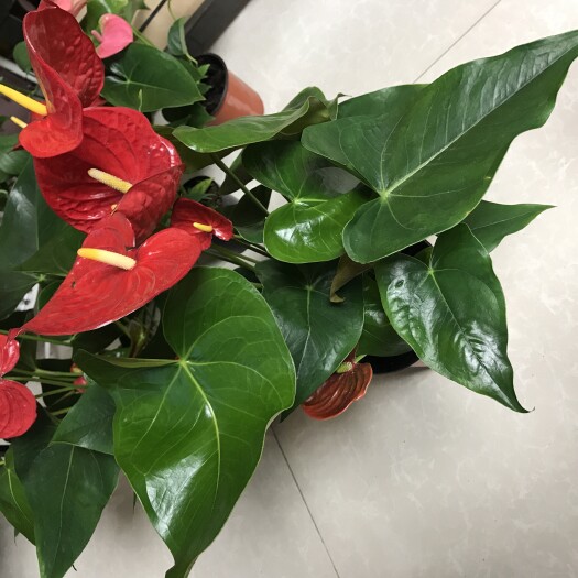 西安 红掌，粉掌
