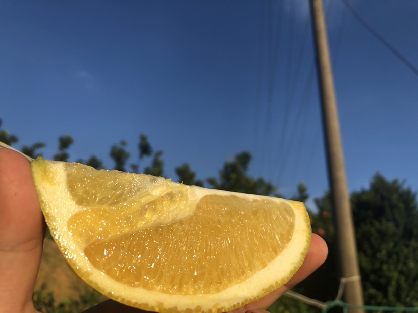 木瓜蜜丁橙苗营养杯苗脐橙苗水果树