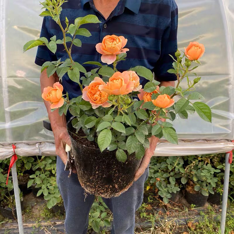 果汁阳台月季花苗盆栽四季微月阳台玫瑰浓香大苗金丝雀特大花地栽