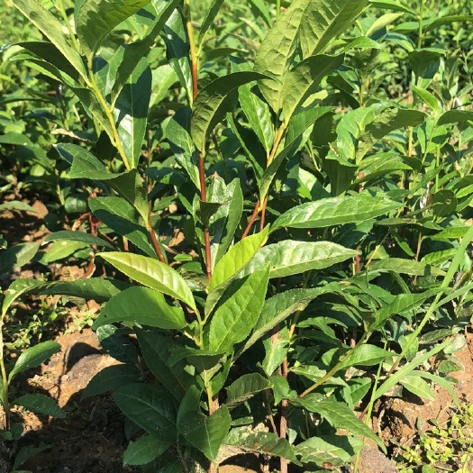 饶平县 娘仔伞单丛茶苗 凤凰单丛茶苗 娘仔伞茶苗