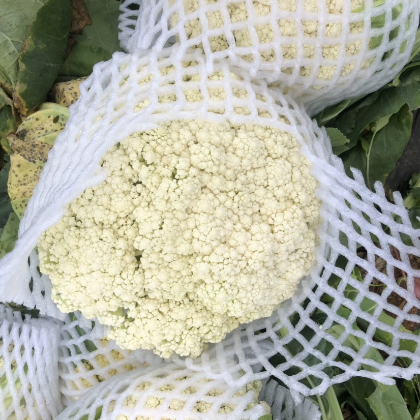 花菜  松花，青梗花菜，花椰菜