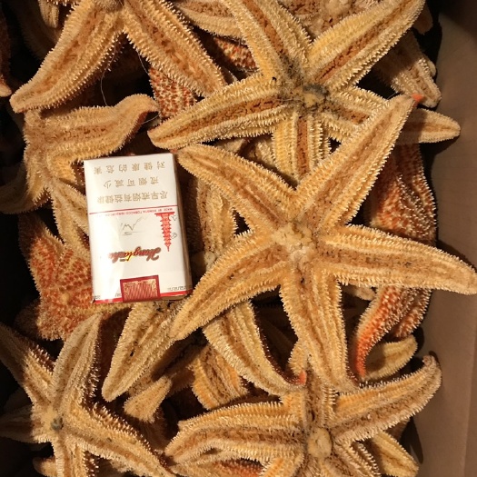秦皇岛熟冻海星，产地加工直发。。