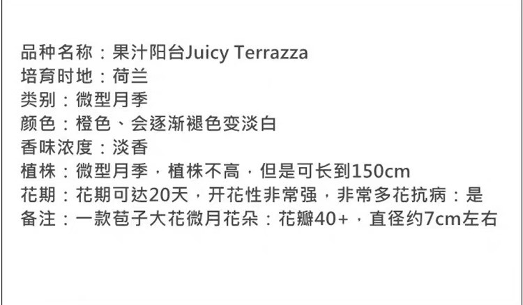 果汁阳台月季花苗盆栽四季微月阳台玫瑰浓香大苗金丝雀特大花地栽