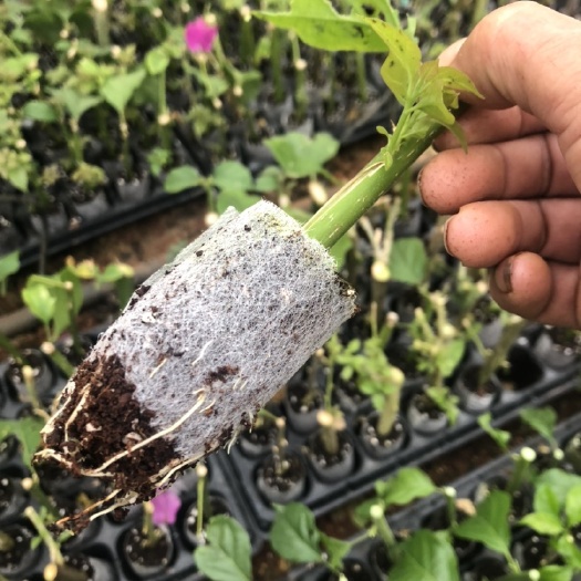 昆明云南紫三角梅苗  机制袋苗  根系发达  98%的成活