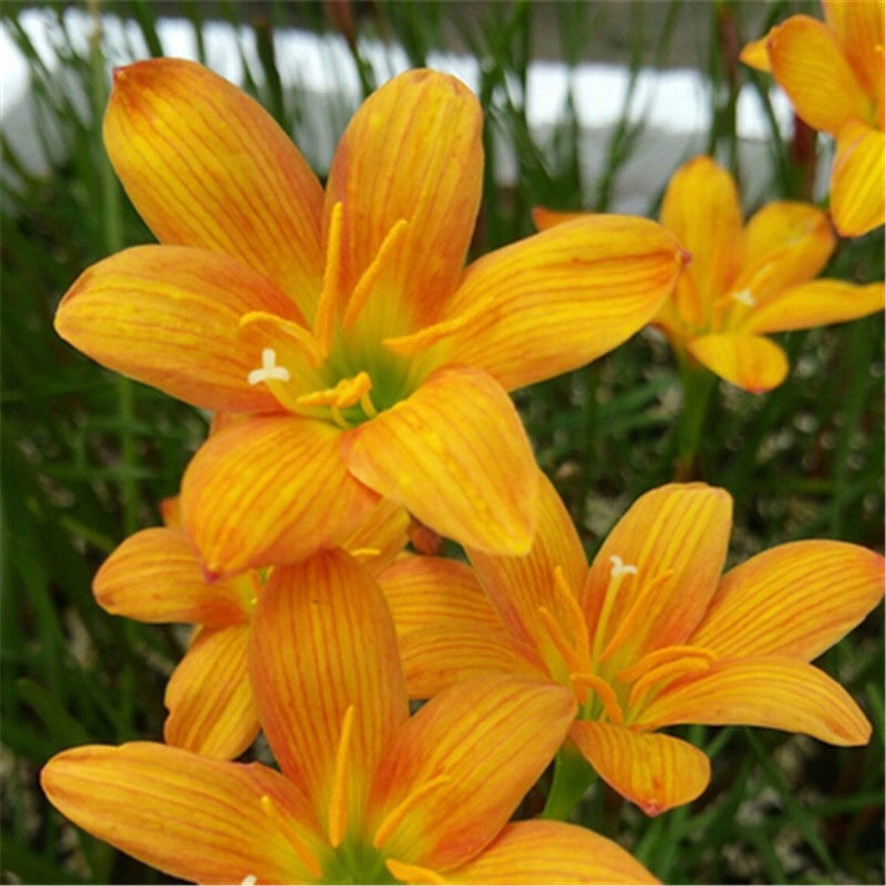  四季开花重瓣风雨兰种球风雨花葱兰韭兰庭院阳台盆栽花卉耐热耐寒