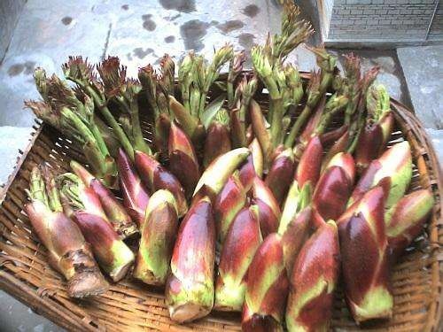 漳县刺嫩芽种苗  刺老芽苗 出售乌龙头苗、价格便宜、野菜之王