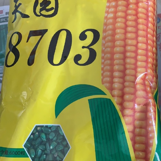白城玉米种子  天园8703，埫产能达三万三！