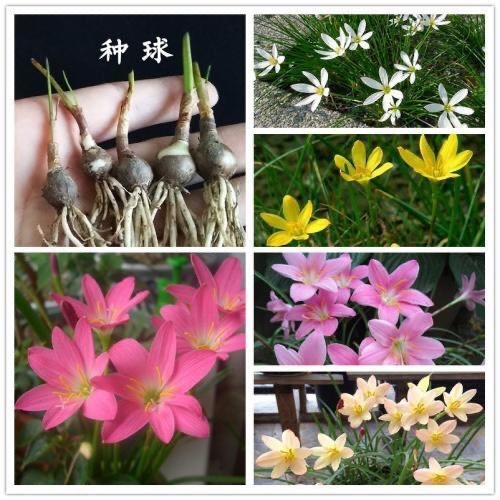 青州市 四季开花重瓣风雨兰种球风雨花葱兰韭兰庭院阳台盆栽花卉耐热耐寒