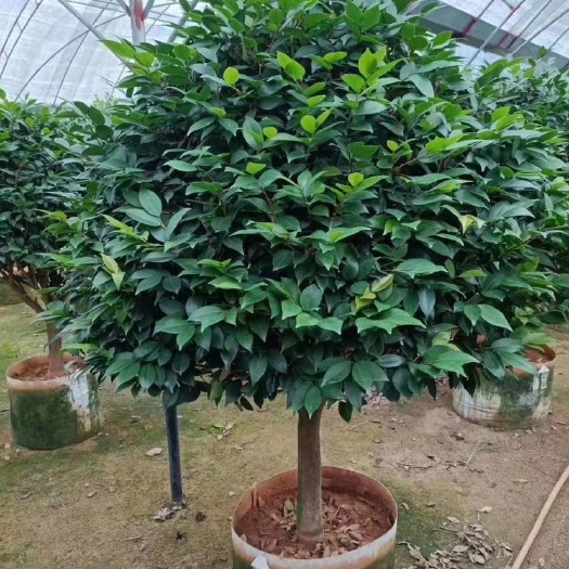 精品茶花盆栽 赤丹 十八学士 香妃茶花 基地直销 全国发货