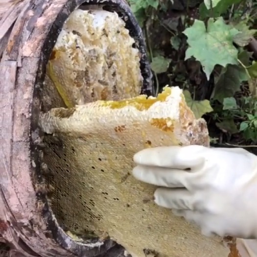 屏山县农家自产土蜂蜜高浓度百花蜜桂花蜜枇杷蜜秋蜜深山五倍子蜂非意蜂