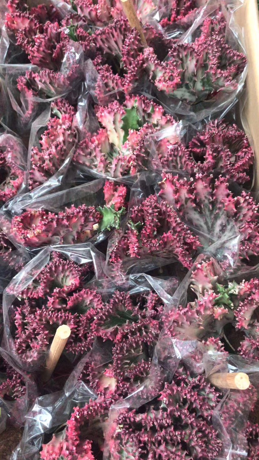 多肉植物彩麒麟盆栽室内客厅吸甲醛防辐射花卉玉麒麟