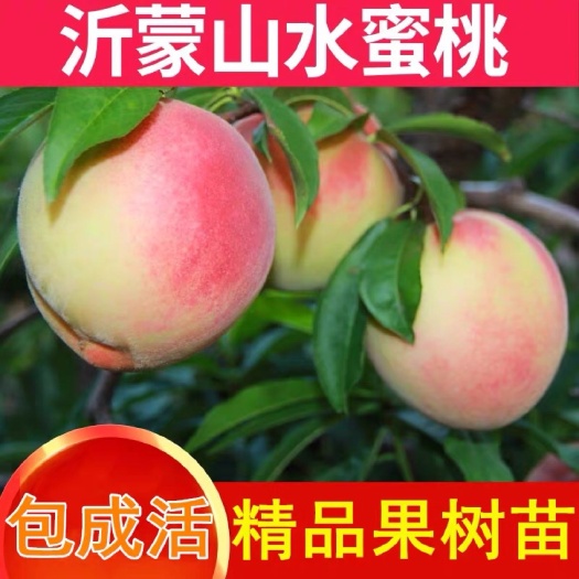 平邑县水蜜桃苗 水蜜桃果树苗 嫁接水蜜桃树苗 盆栽地栽庭院南北方种植桃树苗