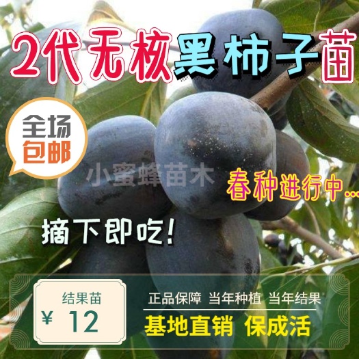 平邑县2代无核黑柿苗  日本甜柿苗