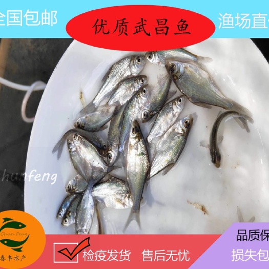 广州武昌鱼苗，三角鲂，边鱼苗