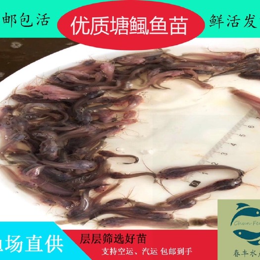 广州本地塘鲺