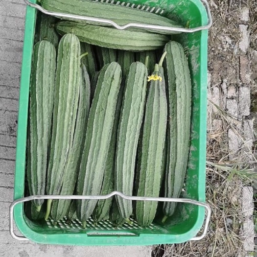 英德市肉丝瓜 30~50cm