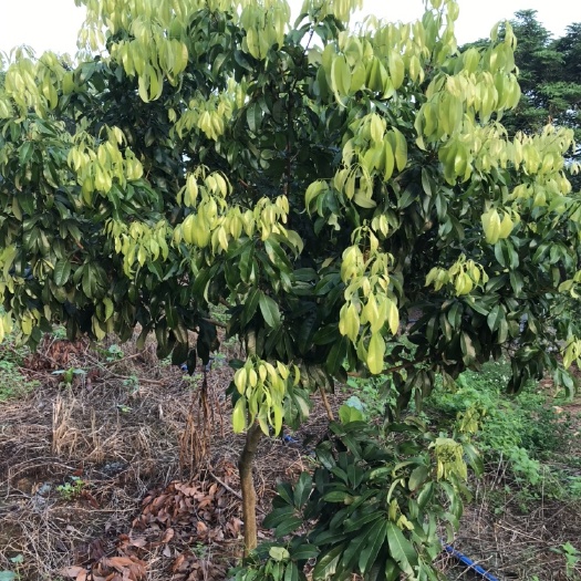 广州 正宗广州市增城区仙村仙进奉荔枝苗高压苗树苗果树苗
