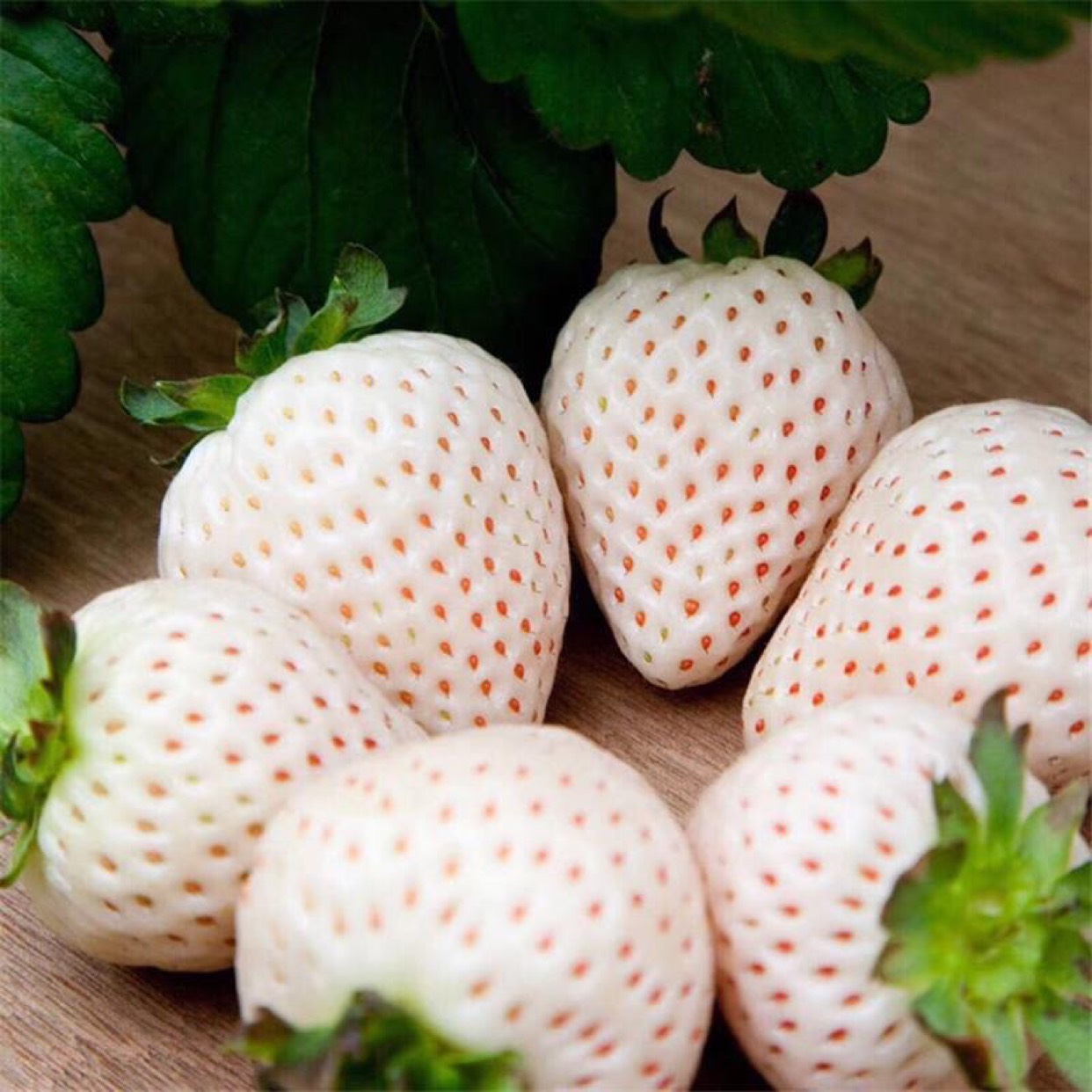 优质草莓苗白雪公主草莓苗适合南北方种植盆栽地栽易管理