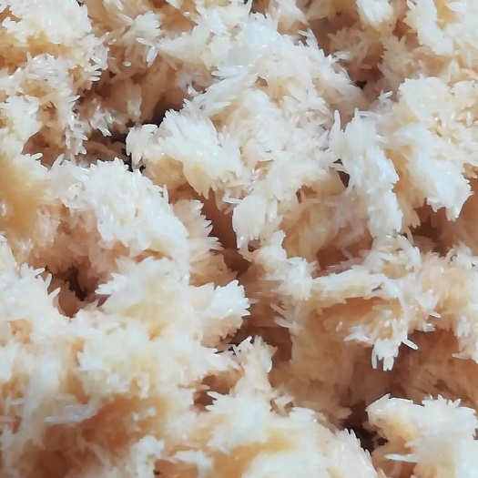 惠东县黑水虻虫卵
