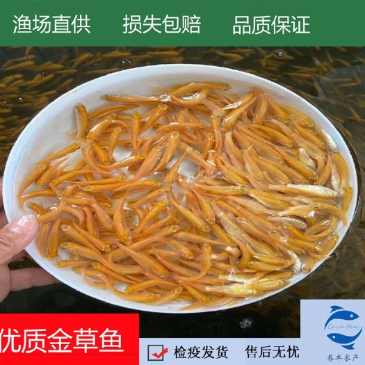 广州俄罗斯金草鱼、金丝鯇魚、有自孵化水花