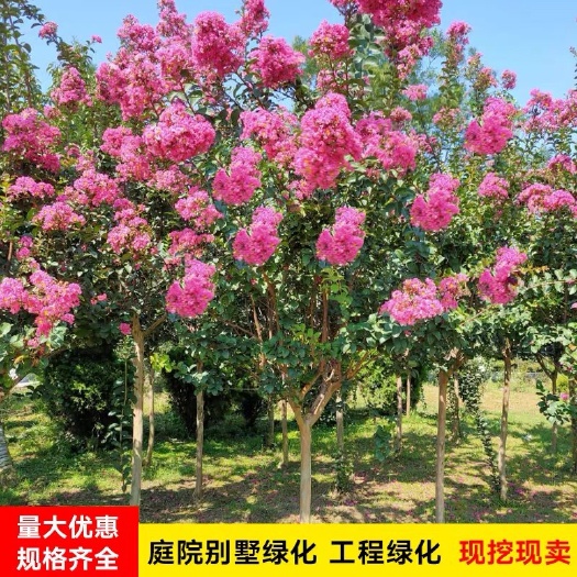 红花紫薇  紫薇树苗庭院别墅绿化花卉风景树耐寒热景观树百日红