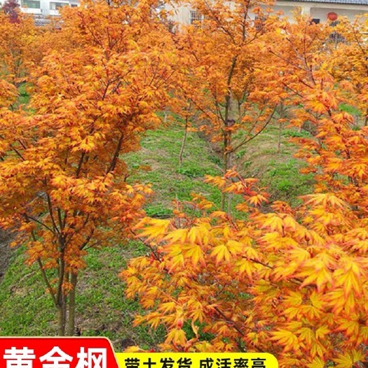 宁海县挪威槭黄金枫  绿化苗木日本橙之梦黄金枫树苗庭院地栽金陵黄