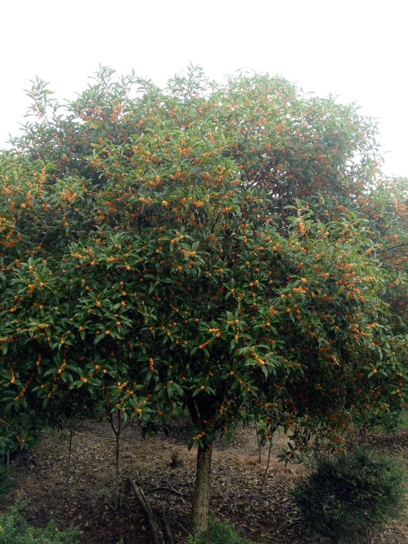 精品金桂种植基地批发 福建桂花大型种植基地价格便宜质量保证