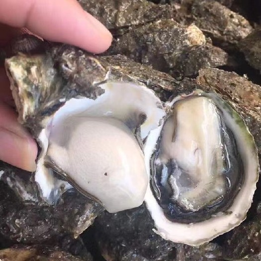 饶平县生蚝 9-11小蚝规格