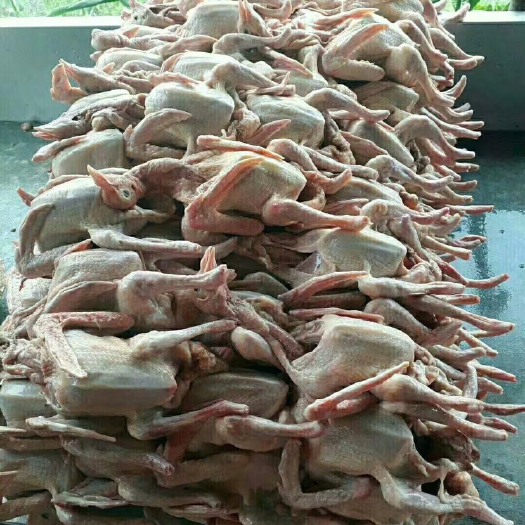 广州卤鸽 3-6个月 