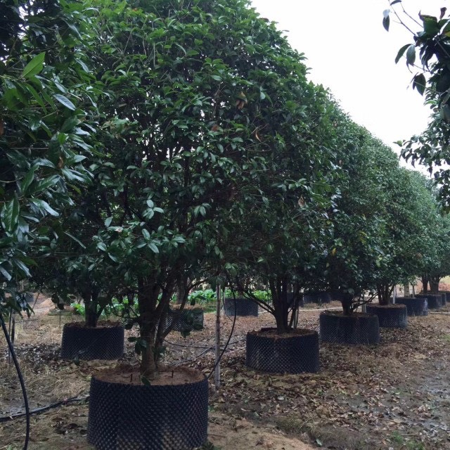 精品金桂种植基地批发 福建桂花大型种植基地价格便宜质量保证