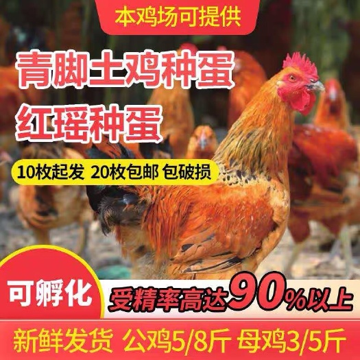 沭阳县土鸡种蛋纯种土红瑶鸡种蛋可孵化小鸡受精蛋散养土鸡蛋受精蛋