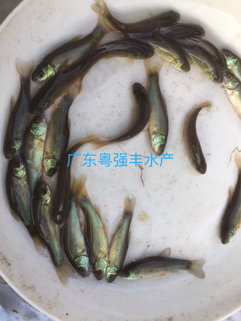 丁桂魚苗出售