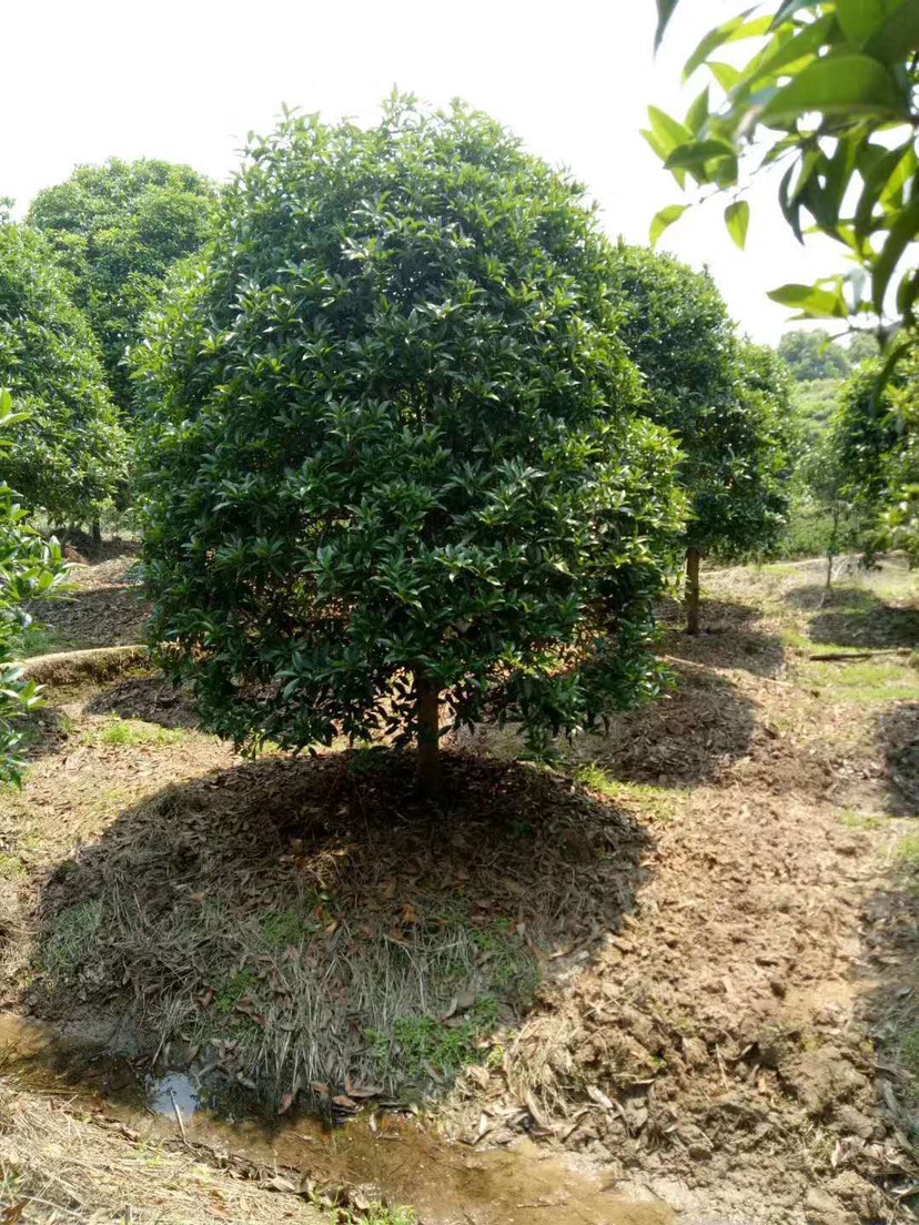 精品金桂种植基地批发 福建桂花大型种植基地价格便宜质量保证