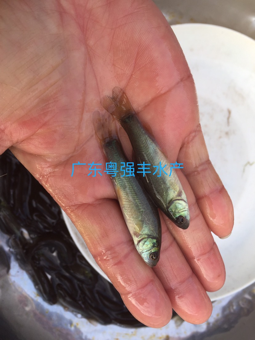 丁桂魚苗出售