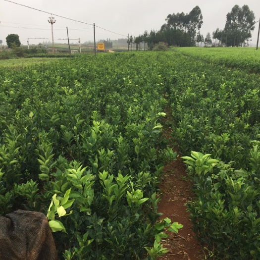 罗平县纽荷尔脐橙苗 罗平县章家苗圃