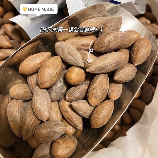诸暨市侏罗纪时期留存的圣果，坚果之王-枫桥香榧