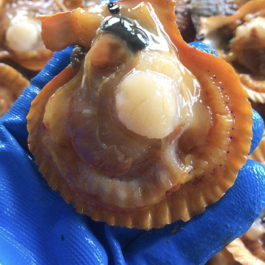 饶平县 黄金扇贝+粉丝