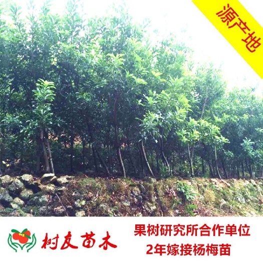 东魁杨梅树苗  2年嫁接苗 杨梅苗大果杨梅苗自产自销厂家基地