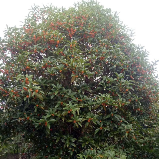 漳州精品金桂种植基地批发 福建桂花大型种植基地价格便宜质量保证