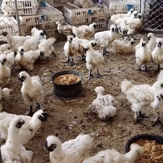 南宁白凤乌鸡苗  竹丝鸡苗白羽乌鸡苗包邮包打好疫苗成活路百分之九十五以上