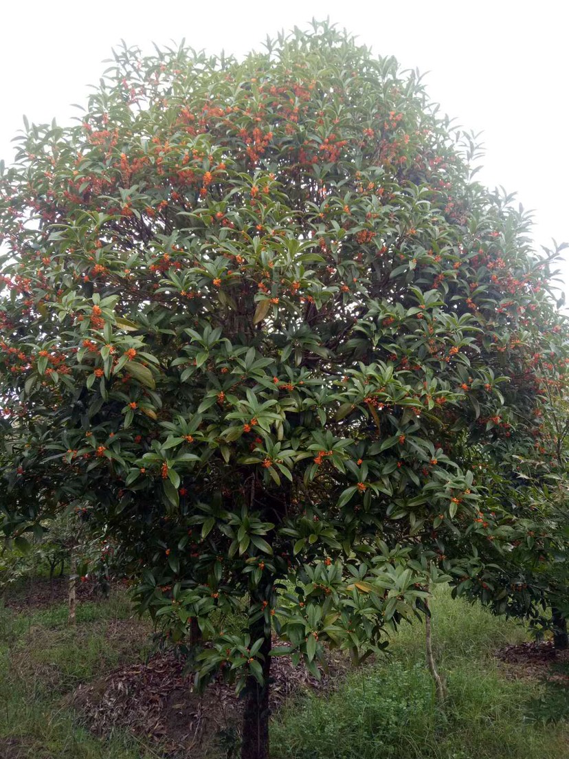 精品金桂种植基地批发 福建桂花大型种植基地价格便宜质量保证