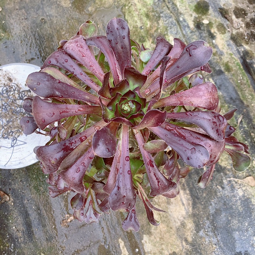 多肉植物圆叶法师总直径30cm左右好养落地成活批发