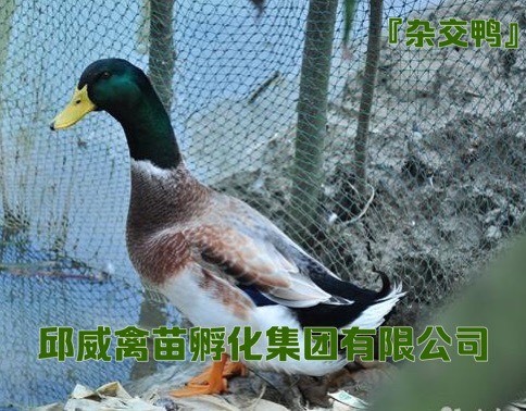 贵阳大种杂交鸭苗 基地直销