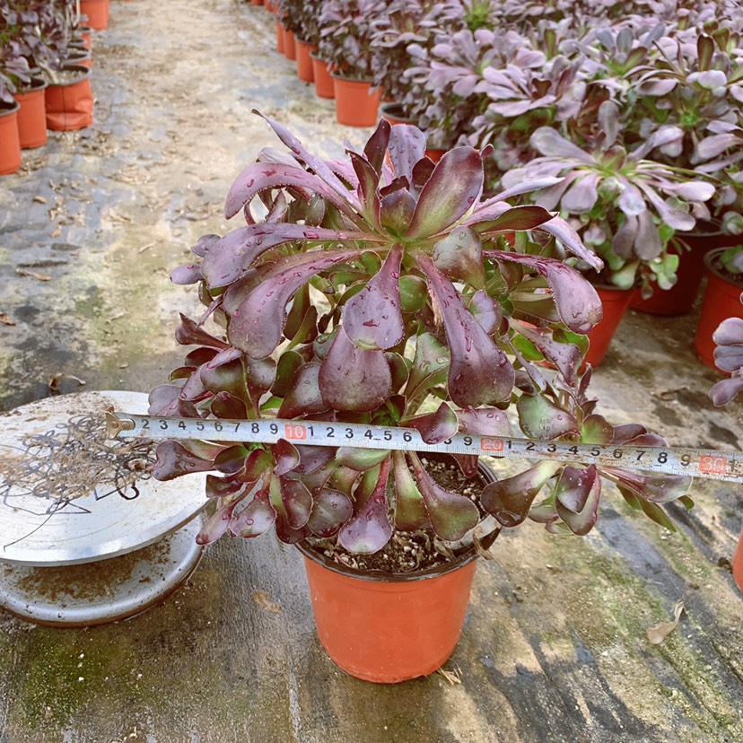 多肉植物圆叶法师总直径30cm左右好养落地成活批发